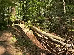 Buchen-Totholz im ehemaligen Steinbruch