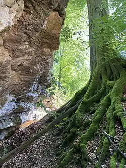 Buchenwurzelwerk und Kalksteinwand