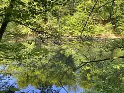 Gruppe Kanadagänse bei Wilhelmstal