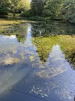 Reich an Wasserpflanzen – Stauteich Holzwipper