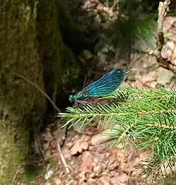 Blauflügel-Prachtlibelle (Calopteryx virgo) im NSG