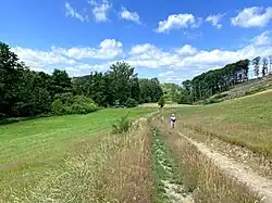 Blütenreiche Magerwiese am Hang