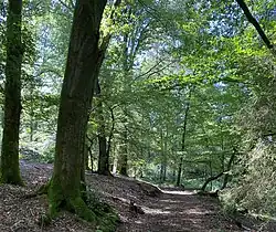 Buchenwald im Winterbachtal