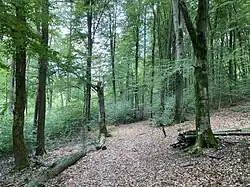 Buchenwald westlich Rautzenberg