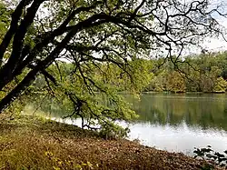 Blick vom Nordufer auf scheue Silberreiher am Südufer (weiße Punkte)