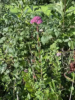 Purpur-Fetthenne im NSG