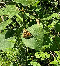 Großer Perlmuttfalter im NSG