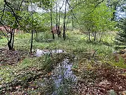 Reebeck durchfließt verlandete Teiche