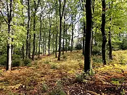 Lichter Buchen-Eichenwald im Adlerfarn