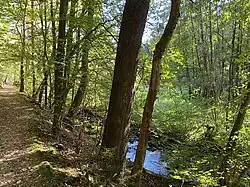 NSG Spreeler Bachtal