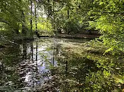 Teich mit Unterwasserpflanzen am Waldrand zu Obernhof
