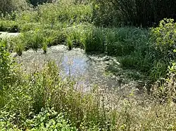 Feuchtbiotop Bereich NSG Dernkamp