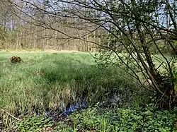 Seggenbestand eines Sumpfes am Benscheider Bach