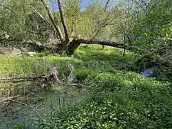 gr. gebrochene Weide u. Stillgewässer am Grunder Bach