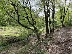 NSG im Bachtal des Kippekofen