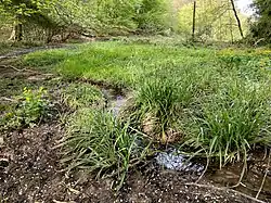 Sumpfwiese im Bachtal des Kippekofen