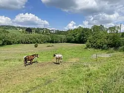 Pferdeweide oberhalb des Bachtales der Junkersbeck