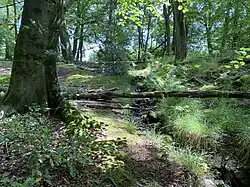 Waldstück Im Kattenbrauke