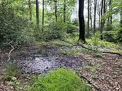 Quellaustritt im Wald bei Hasenkamp