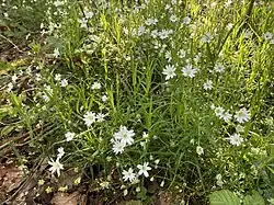Die Große Sternmiere im oberen Bachtal bei Niedersondern