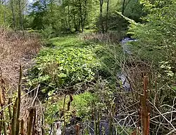 Bachschleife mit großen Pestwurzbestand (bedroht durch Neophyt Staudenknöterich)