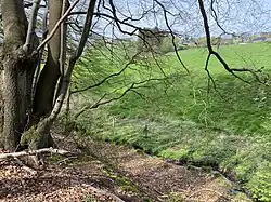 Bach fließt am Rand der Weiden südl. Herkensiefen am Fuße des westl. Waldhanges