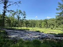 Abgeplaggter Bereich zur Regeneration des Heidemoors