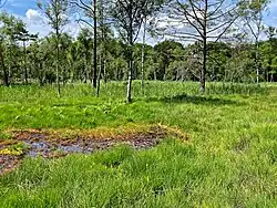 Sonnentau, Moorlilien, Heide und Binsen – lichthungrige Gewächse der offenen Feuchtheide