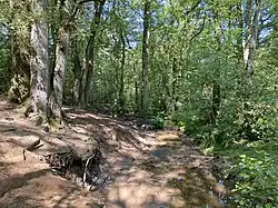 Trittschäden am Sandbach-Ufer