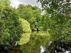 Dichter Gehölzsaum am Ufer – Schutz für Wasservögel