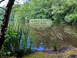 Röhricht-Bestand im Ziegelleiloch