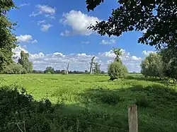 Wiese mit Kopfweiden und Totholz