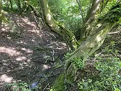 Quellgebiet Hohenhager Siefen (re. Seitenbach des Mirker Baches)