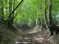 Bodendenkmal Hohlweg Alte Kohlenstraße