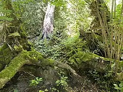 Totholz – wichtiger Bestandteil des NSG