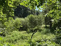 Hochstaudenflur und Auwald im Wechsel