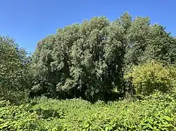 Weiden am Hubbelrather Bach