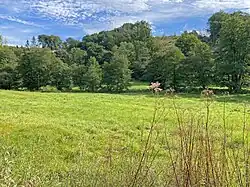 Kierspetal westlich Loh