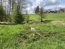 Sumpfwiese im Kleebachtal