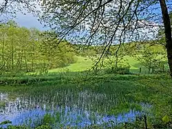 Teich mit Schachtelhalmbestand im mittleren Teil des NSG Krabbenheider Bach