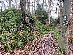 Üppig mit Hainsimsen bewachsene Wupperfelsen im Herkensiepener Bachtal
