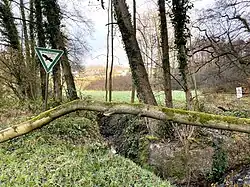 Totholz am Neuenkamper Bach – hinten NSG Balkener Feld