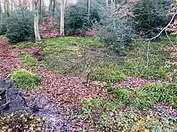 Hainsimsen-Buchenwald am Neuenkamper Bach