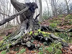 Markante Buche am Wuppersteilhang