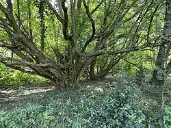 Feuchter Wald entlang der Bahnlinie