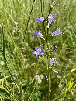 Rapunzel-Glockenblume im NSG