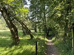 Weg in südl. Bereich des NSG