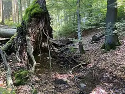 Bachtal des Leiversiepens