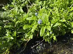 Sumpf-Vergissmeinnicht am Leiverbach