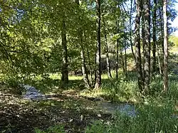 Auwaldparzelle am Leiverbach